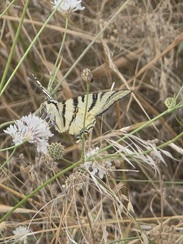 Scarce Swallowtail