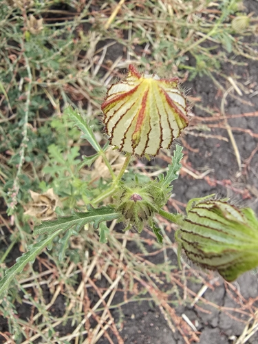flower-of-an-hour