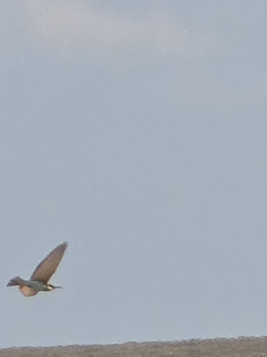 European Bee-eater