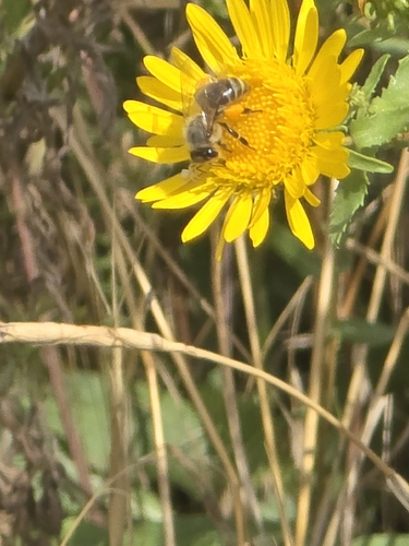 Western Honey Bee