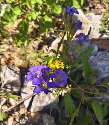 Gentiana dahurica