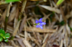 Gentiana arisanensis, photograph (c) 如此甚好, some rights reserved (CC BY)