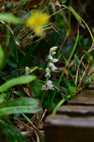 Goodyera nankoensis, photograph 1