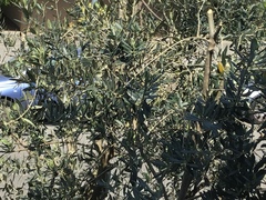 Olea europaea