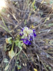 Delphinium uliginosum