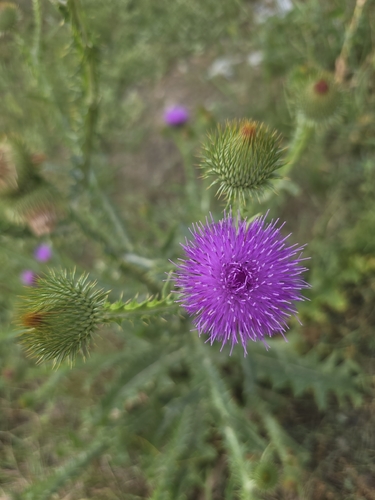 cotton thistle