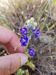 Delphinium uliginosum