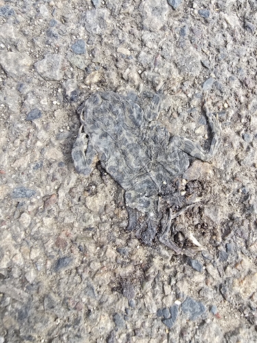Green Toad