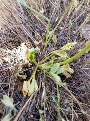 Delphinium uliginosum