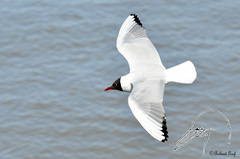 Chroicocephalus ridibundus