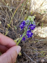 Delphinium uliginosum