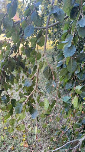 European beech