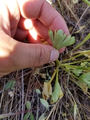 Delphinium uliginosum