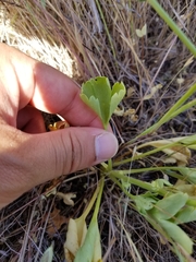Delphinium uliginosum