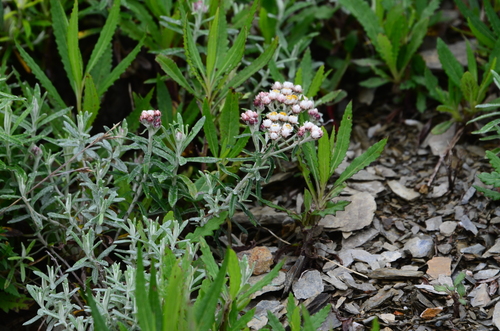 Anaphalis morrisonicola