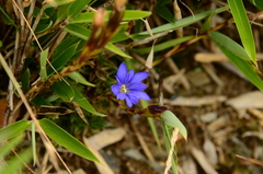 Gentiana arisanensis