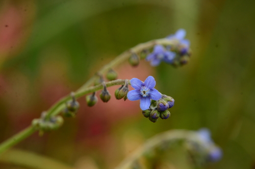 Cynoglossum zeylanicum