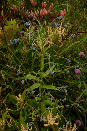 Cynoglossum zeylanicum, photograph 1