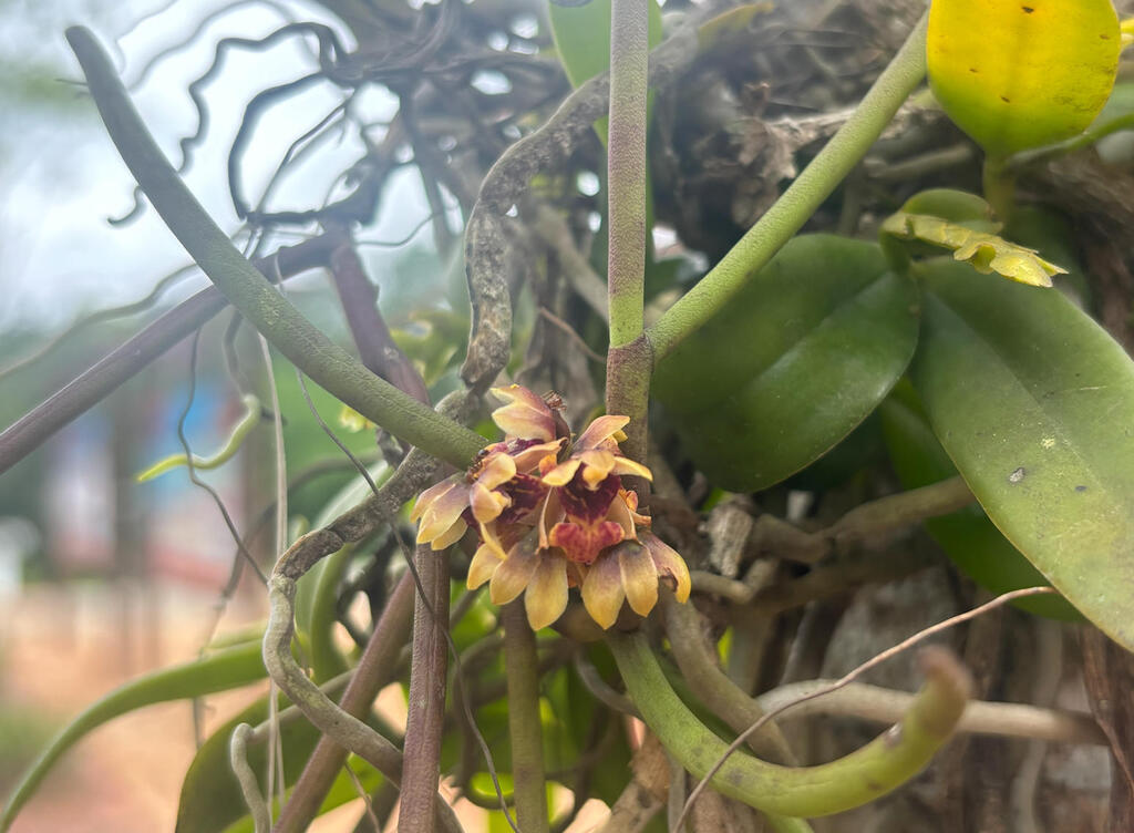 Luisia morsei (Luisia morsei)