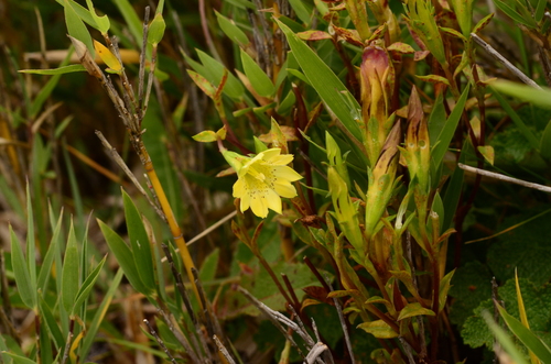 Gentiana scabrida, photograph 2