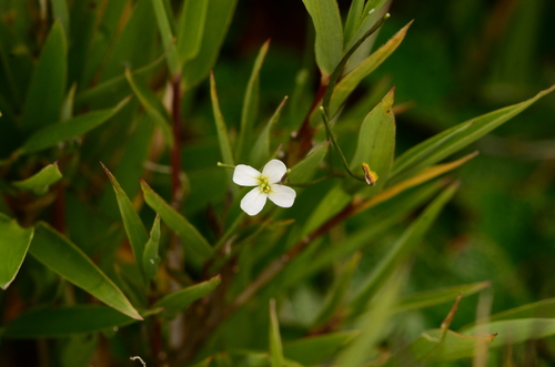 Arabidopsis lyrata, photograph 3