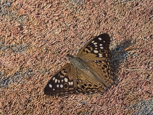 Hackberry Emperor