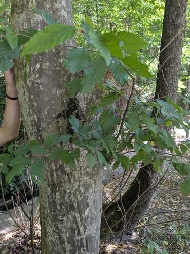European Hornbeam