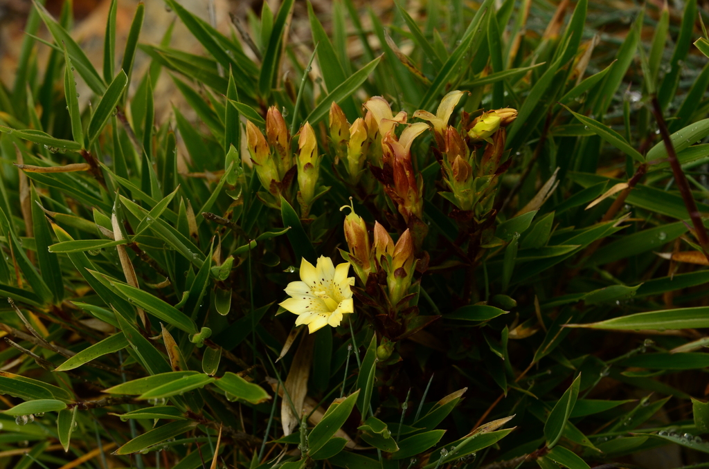 Gentiana scabrida; photograph (c) 如此甚好, some rights reserved (CC BY)