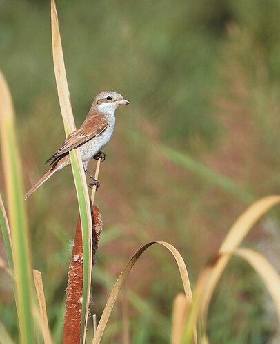 Red-backed Shrike