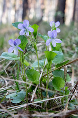 Viola sacchalinensis