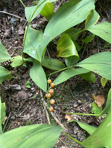 European lily of the valley