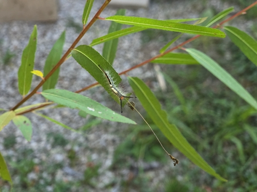 White-marked Tussock Moth