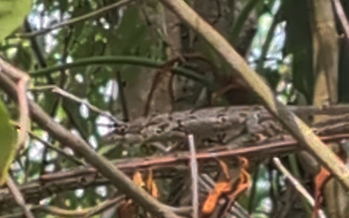 Jamaican Twig Anole