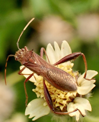 Mirperus jaculus