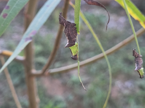 Unicorn Prominent
