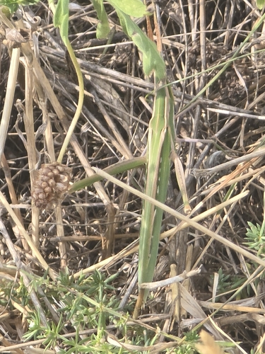 Mediterranean Slant-faced Grasshopper