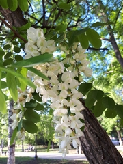 Robinia pseudoacacia