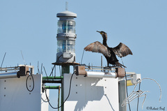 Phalacrocorax carbo