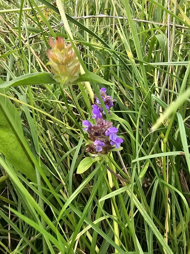 common selfheal
