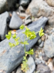 Euphorbia crenulata