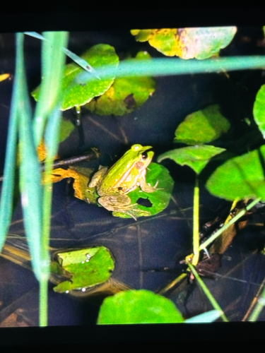 Eastern Golden Frog