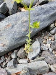 Euphorbia crenulata