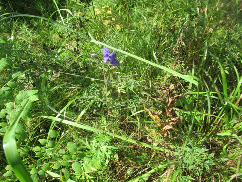 Aconitum baicalense (Aconitum baicalense)