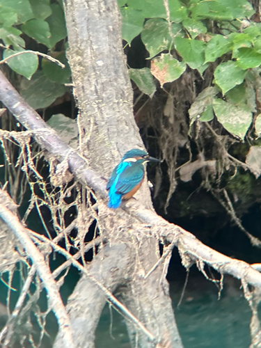Common Kingfisher