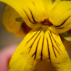 Viola vallicola