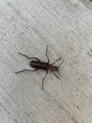 Pyrota tenuicostatis