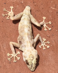 Ptyodactylus hasselquistii