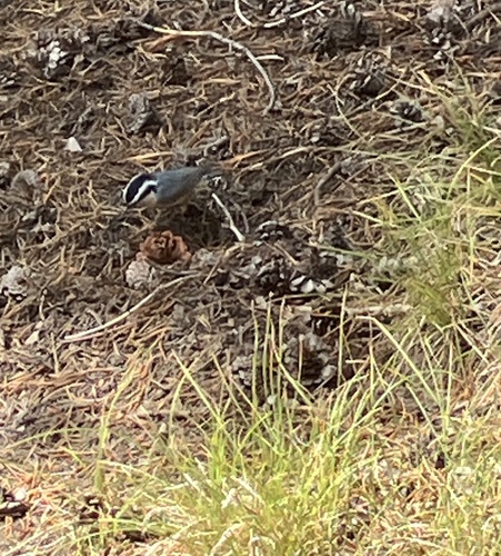 iNaturalist observation photo of Red-breasted Nuthatch