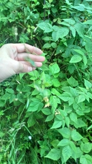 Cerastium davuricum