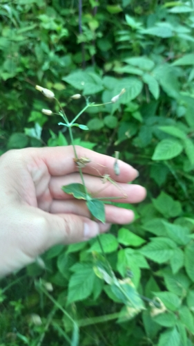 Cerastium davuricum, photograph 2